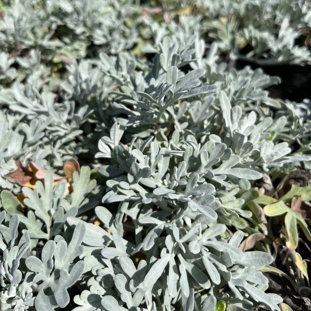 Stelleri puju 'Silver Brocade'