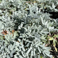 Stelleri puju 'Silver Brocade'