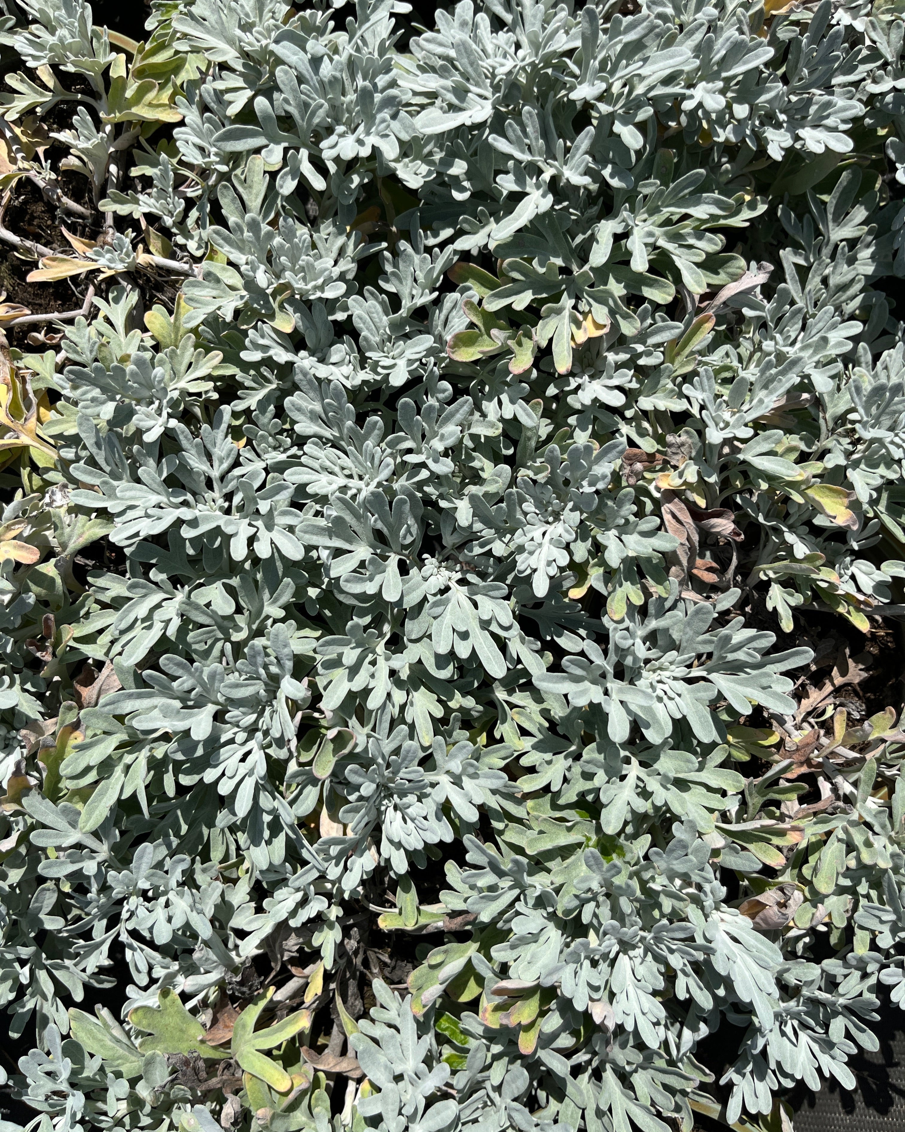 Stelleri puju 'Silver Brocade'