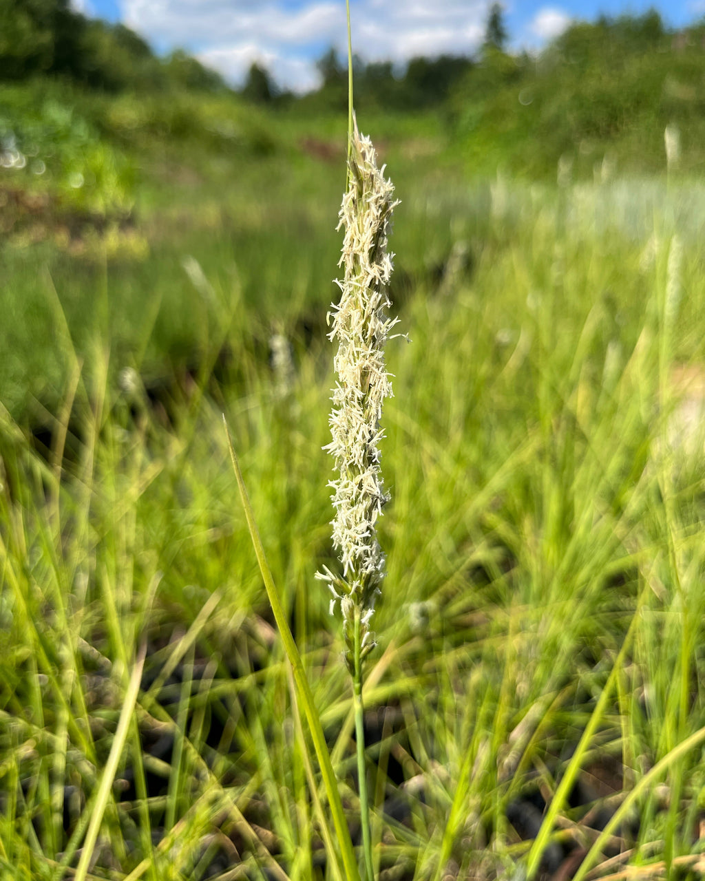 Sügislubikas