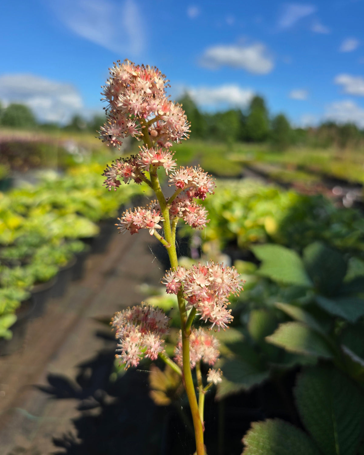 Sulgjas rodgersia 'Die Schöne'