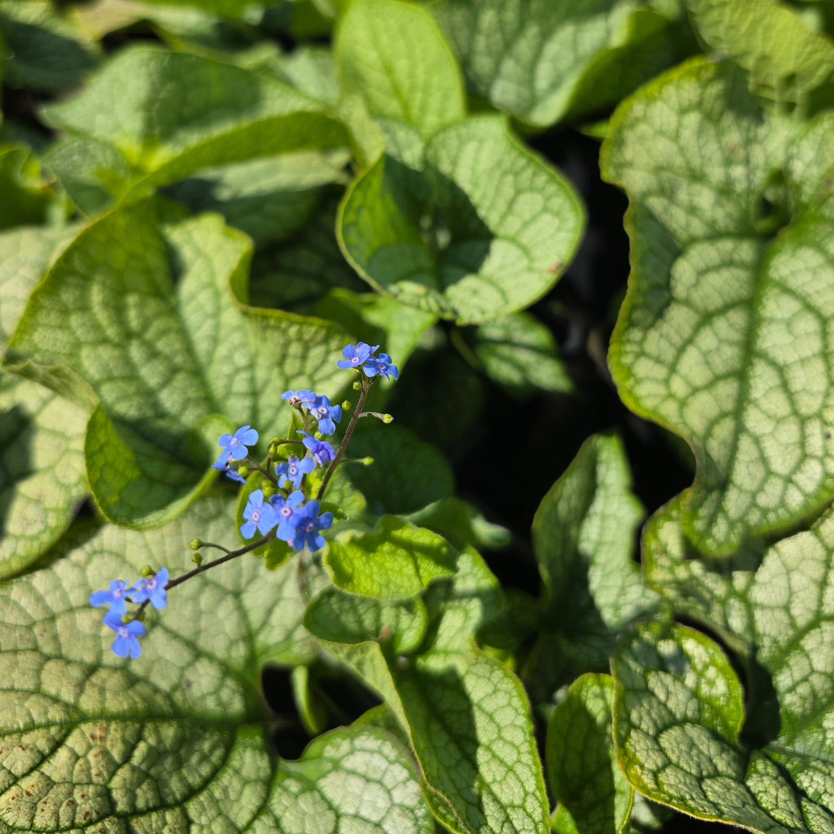 Suurelehine brunnera 'Mega Heart'