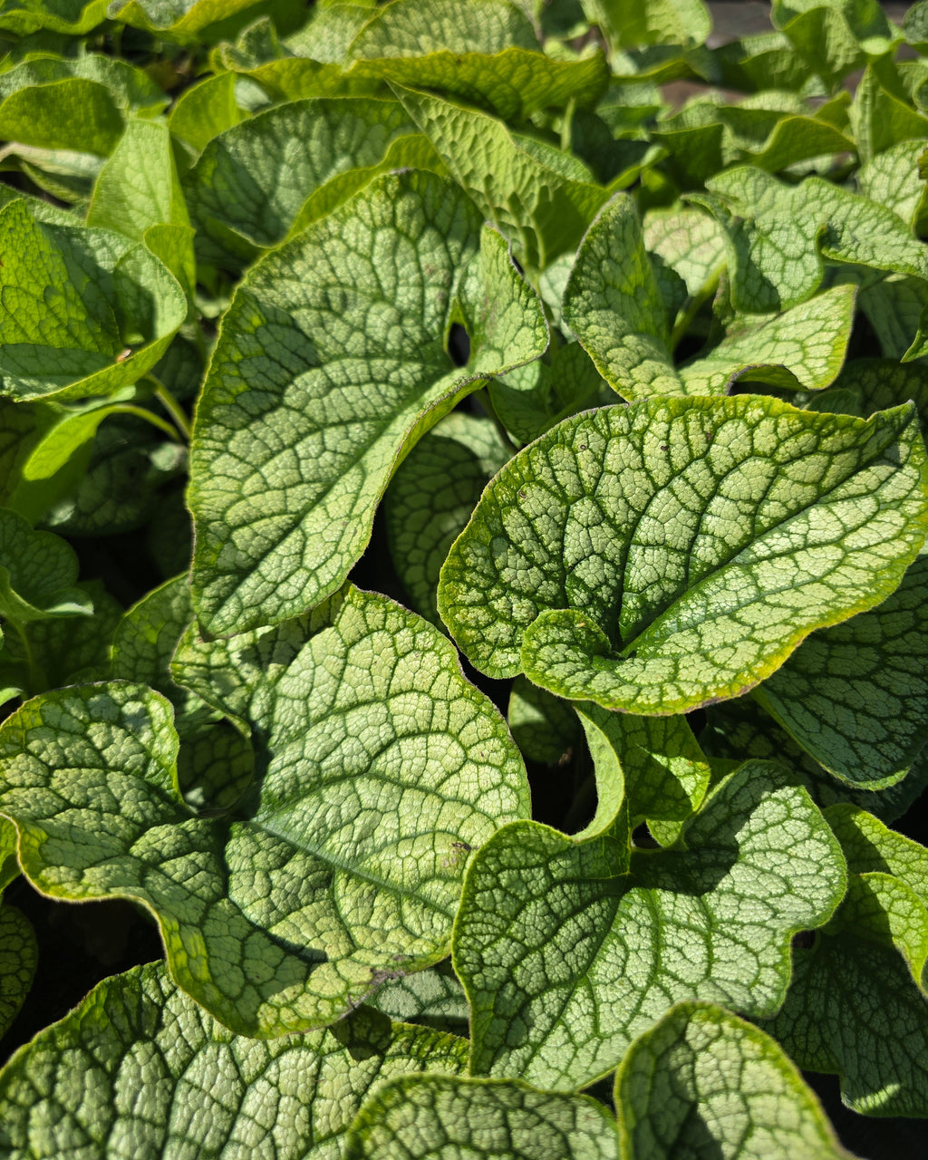 Suurelehine brunnera 'Mega Heart'