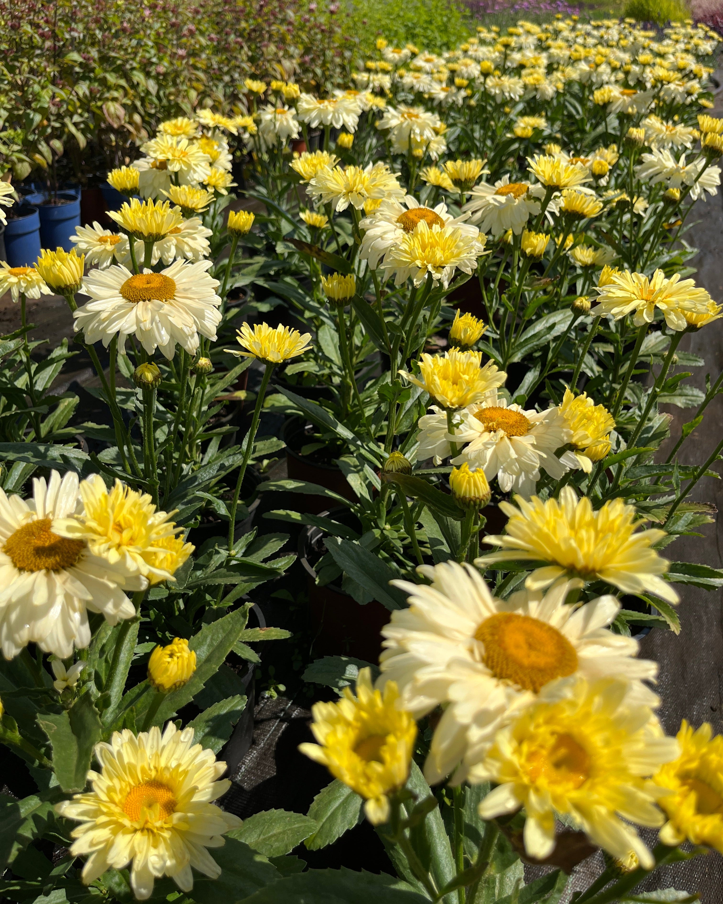 Suureõieline härjasilm 'Banana Cream Yellow'