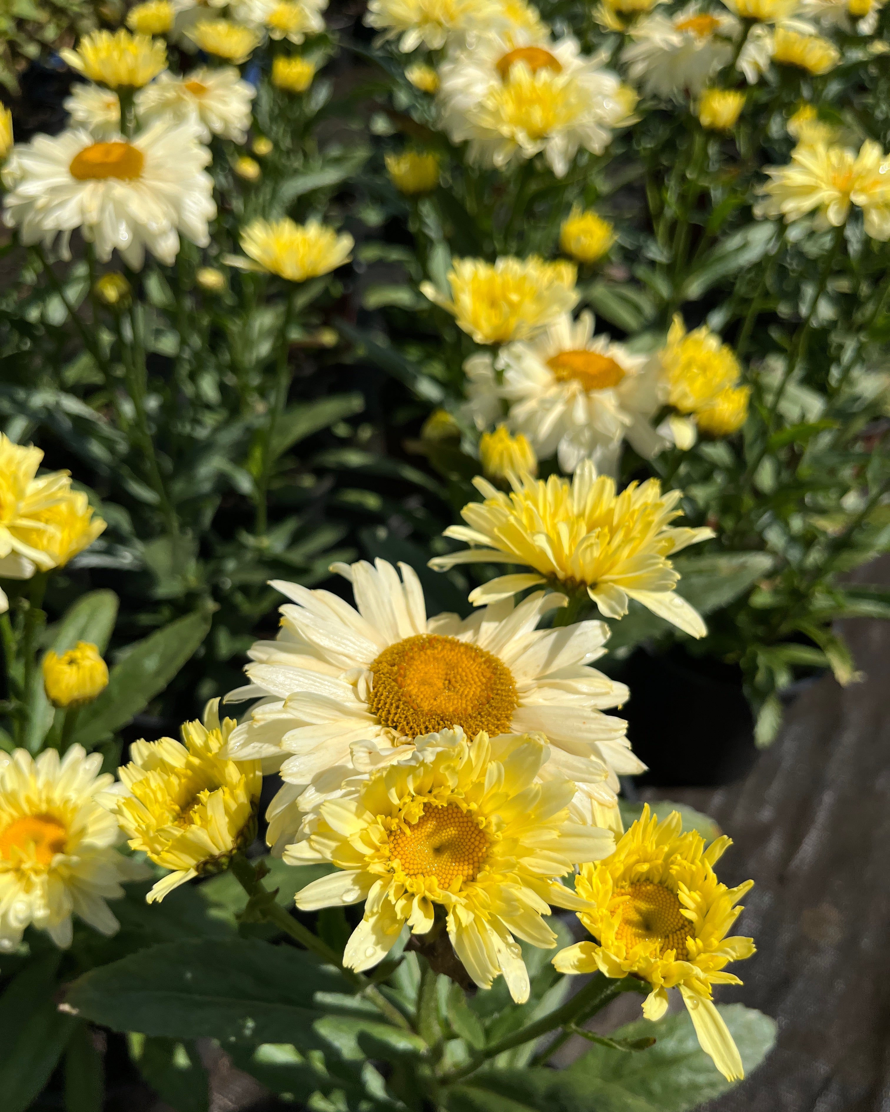 Suureõieline härjasilm 'Banana Cream Yellow'