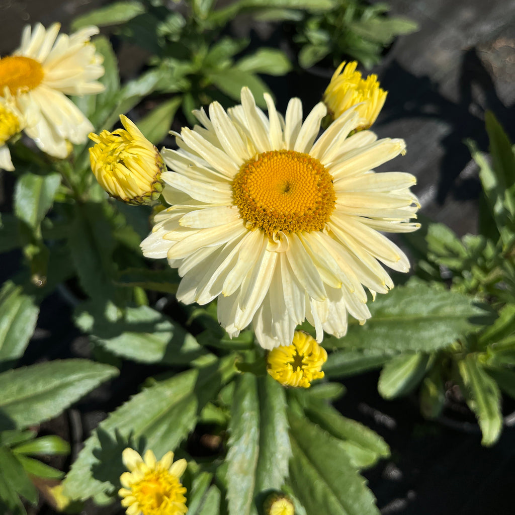 Suureõieline härjasilm 'Banana Cream Yellow'