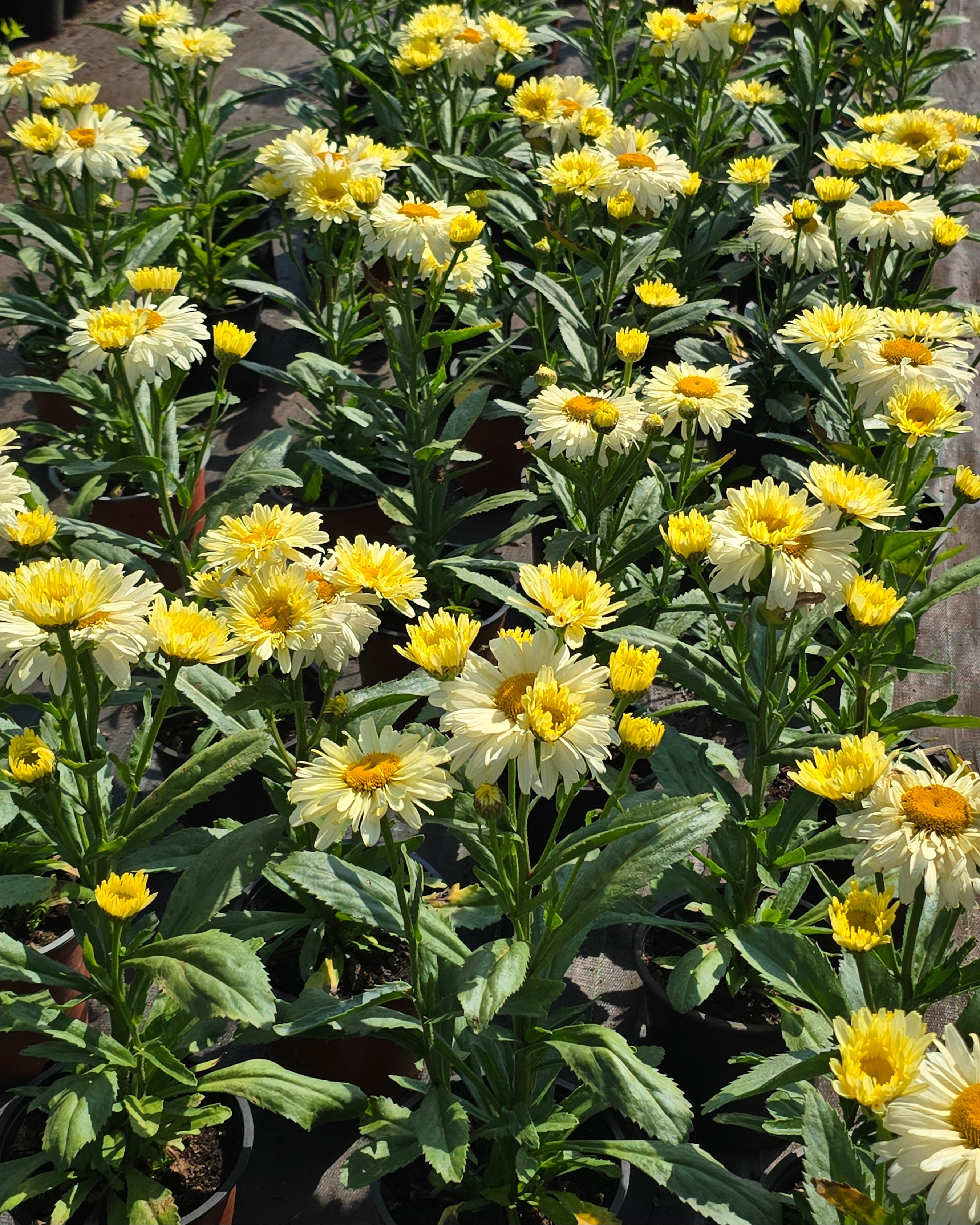 Suureõieline härjasilm 'Banana Cream Yellow'