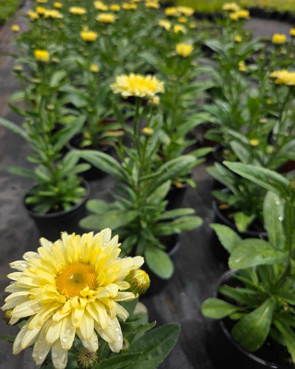 Suureõieline härjasilm 'Banana Cream Yellow'