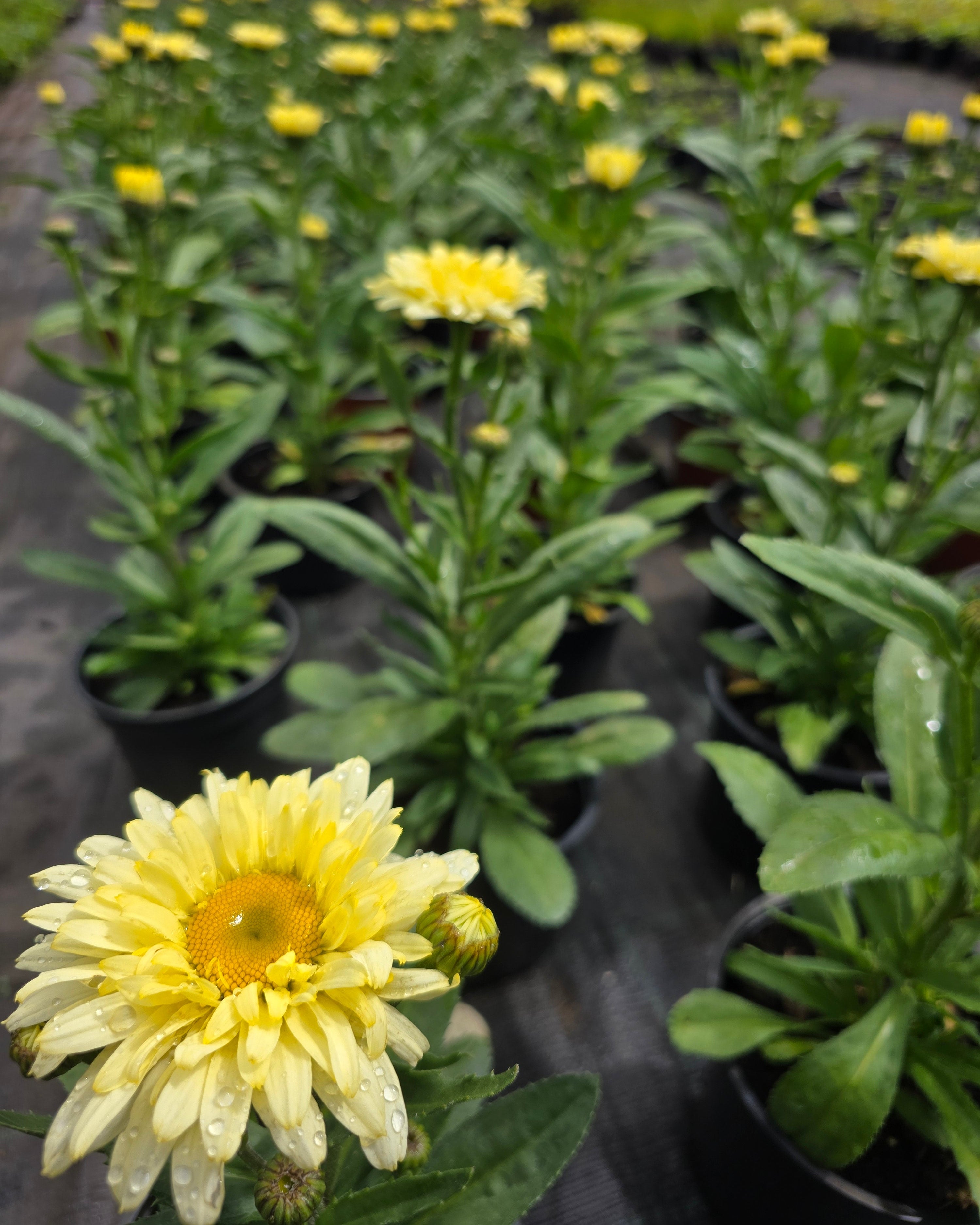 Suureõieline härjasilm 'Banana Cream Yellow'