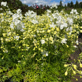Suureõiene kukekannus 'Hunky Dory F1 White'