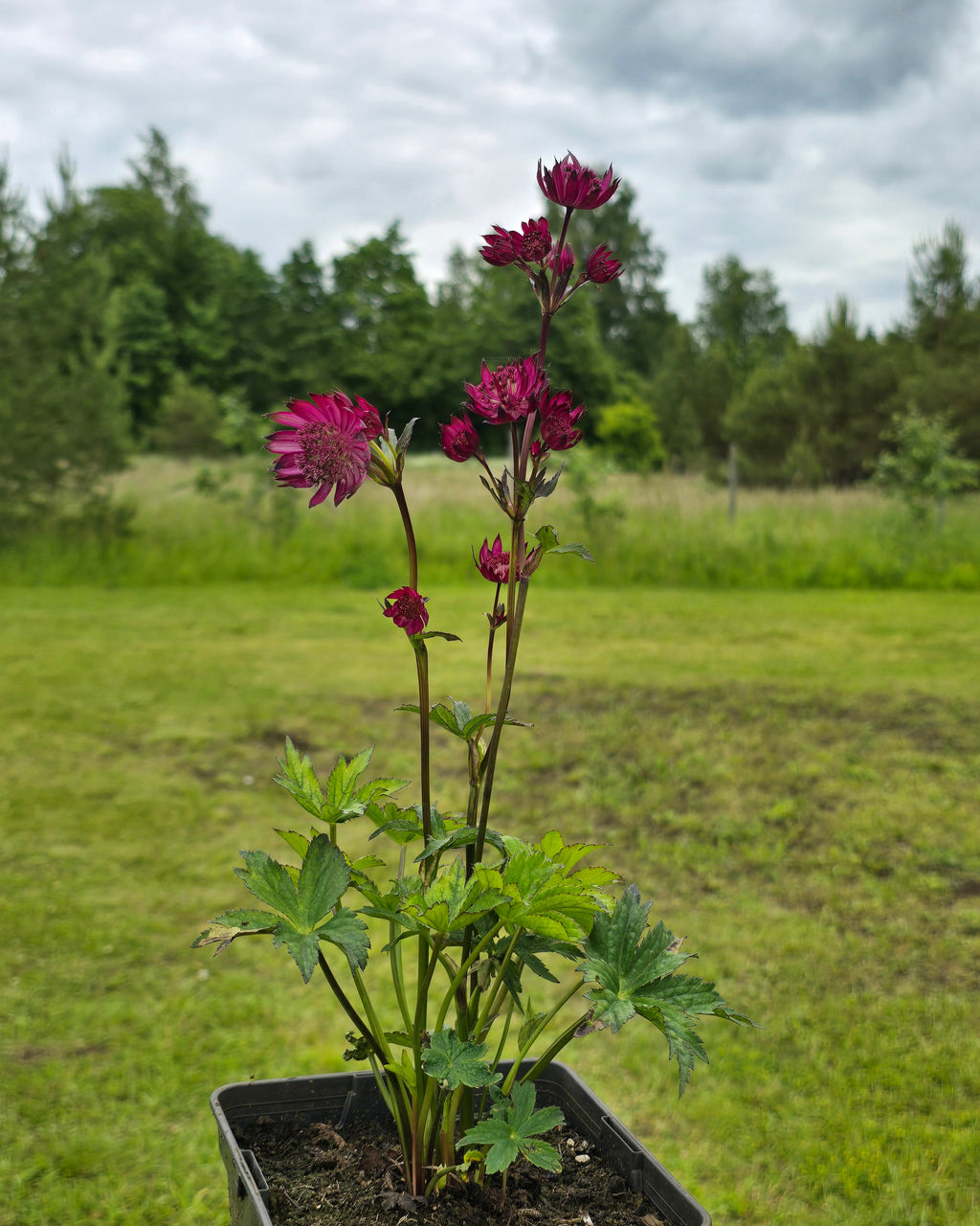 Suur tähtputk 'Astra Red'