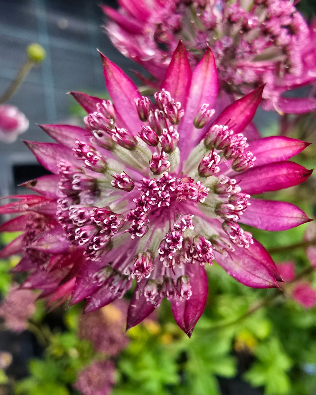 Suur tähtputk 'Astra Red'