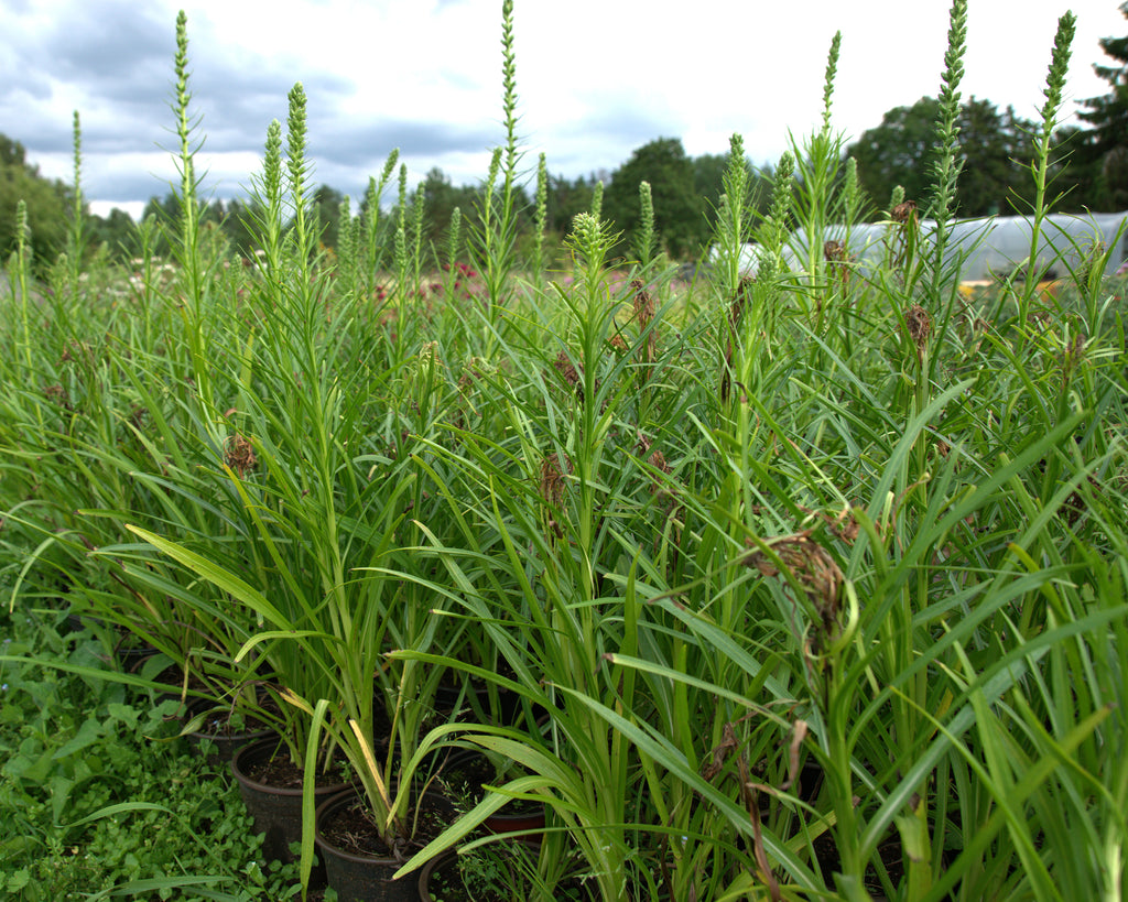 Tähkjas liatris 'Floristan White'