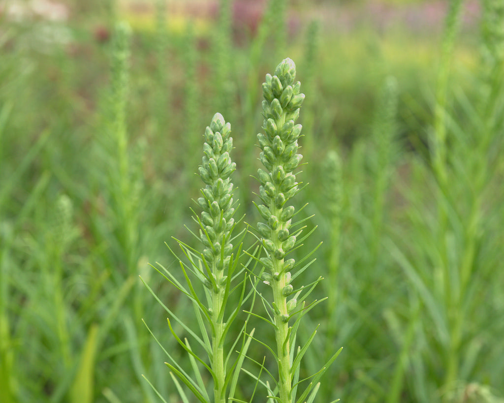 Tähkjas liatris 'Floristan White'