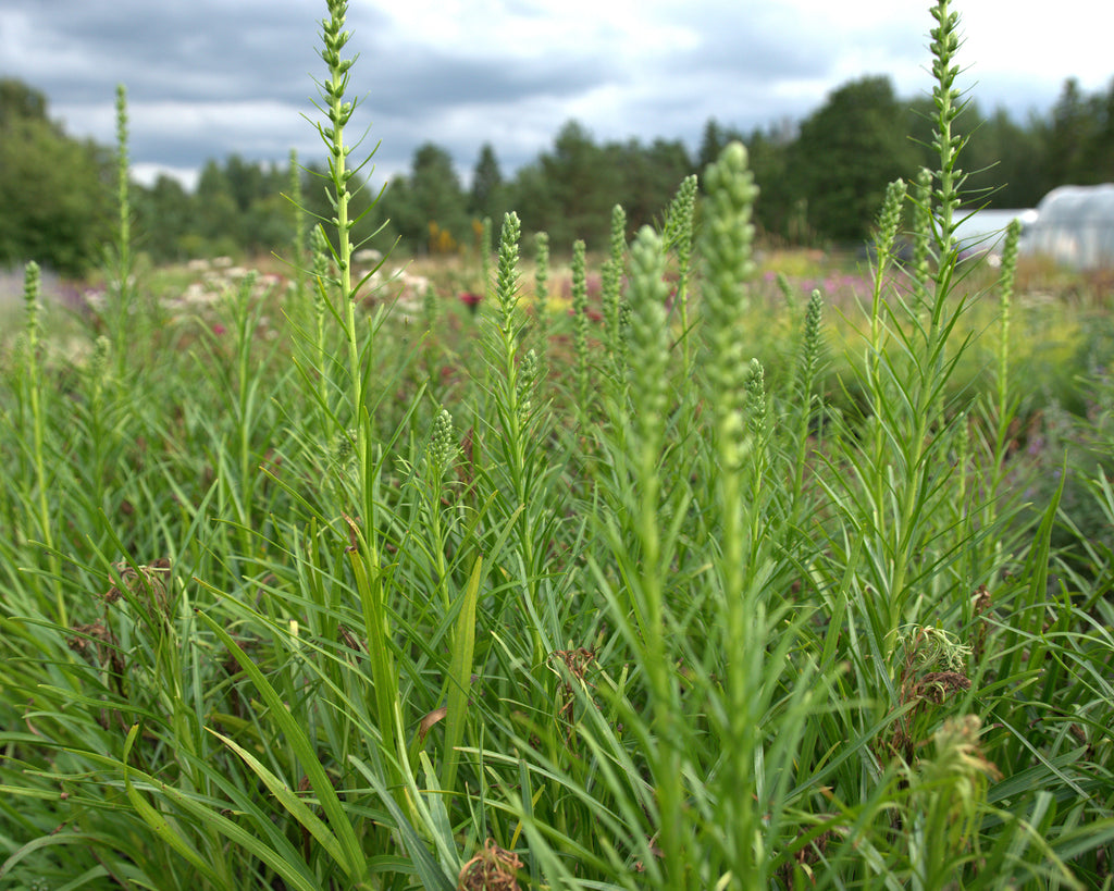 Tähkjas liatris 'Floristan White'