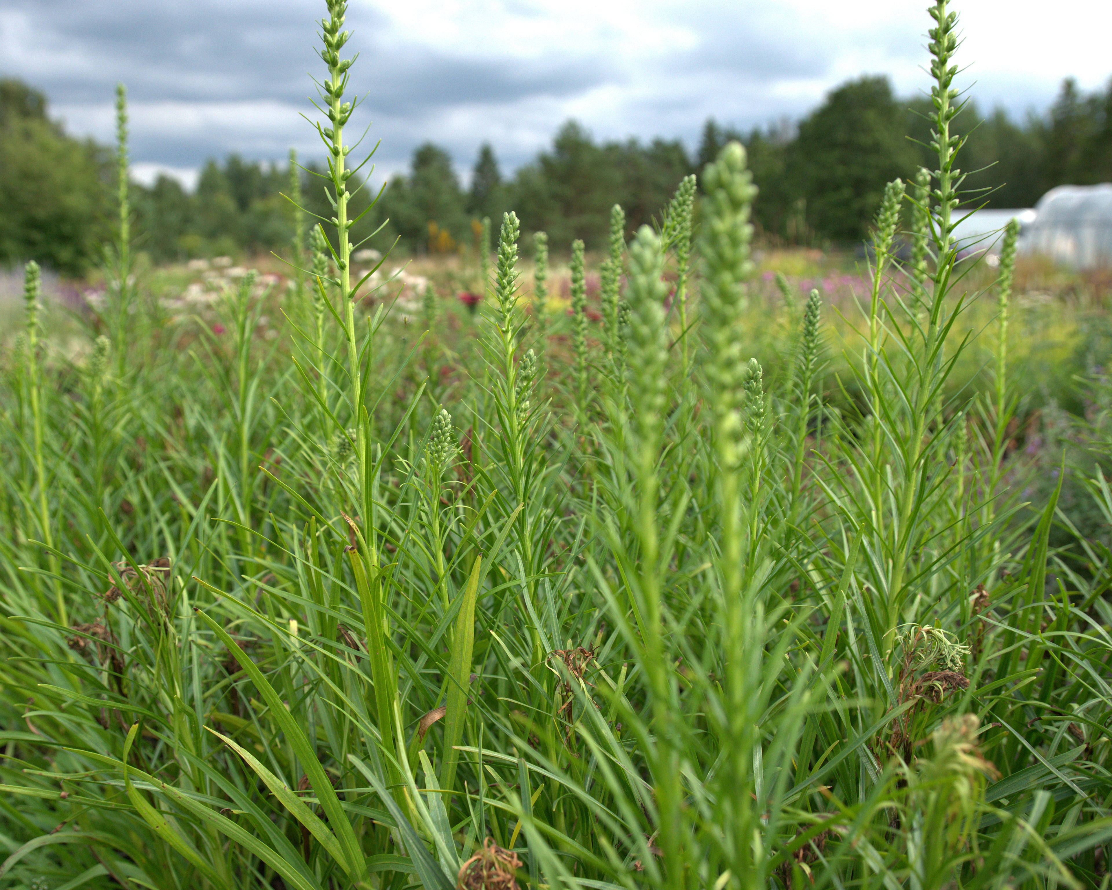 Tähkjas liatris 'Floristan White'