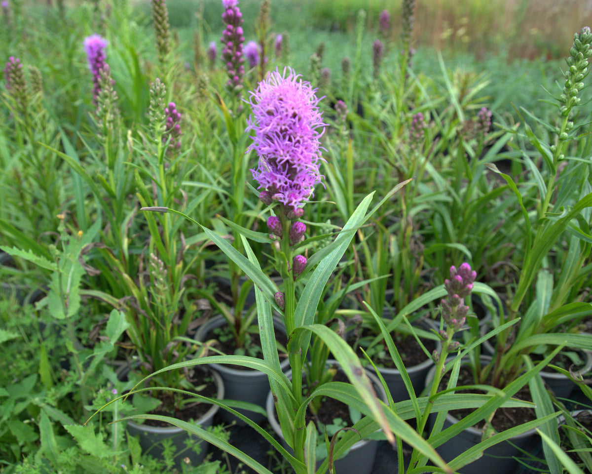 Tähkjas liatris 'Kobold'