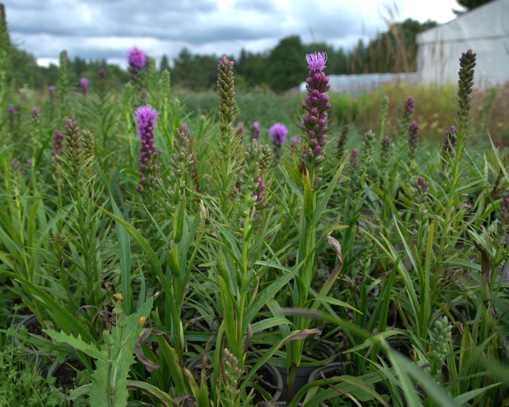 Tähkjas liatris 'Kobold'