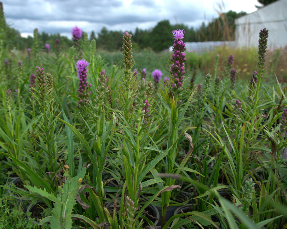 Tähkjas liatris 'Kobold'