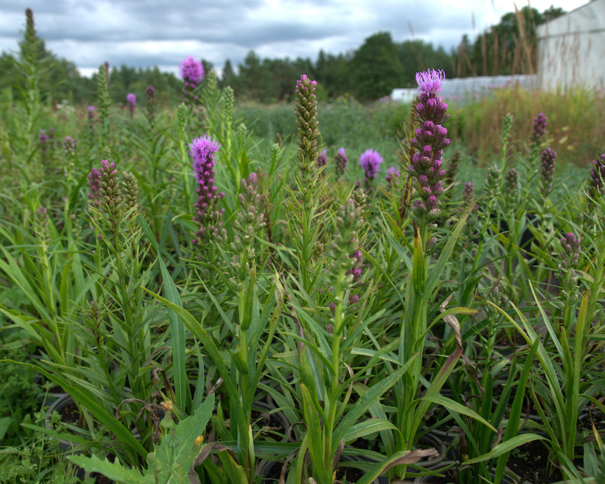 Tähkjas liatris 'Kobold'