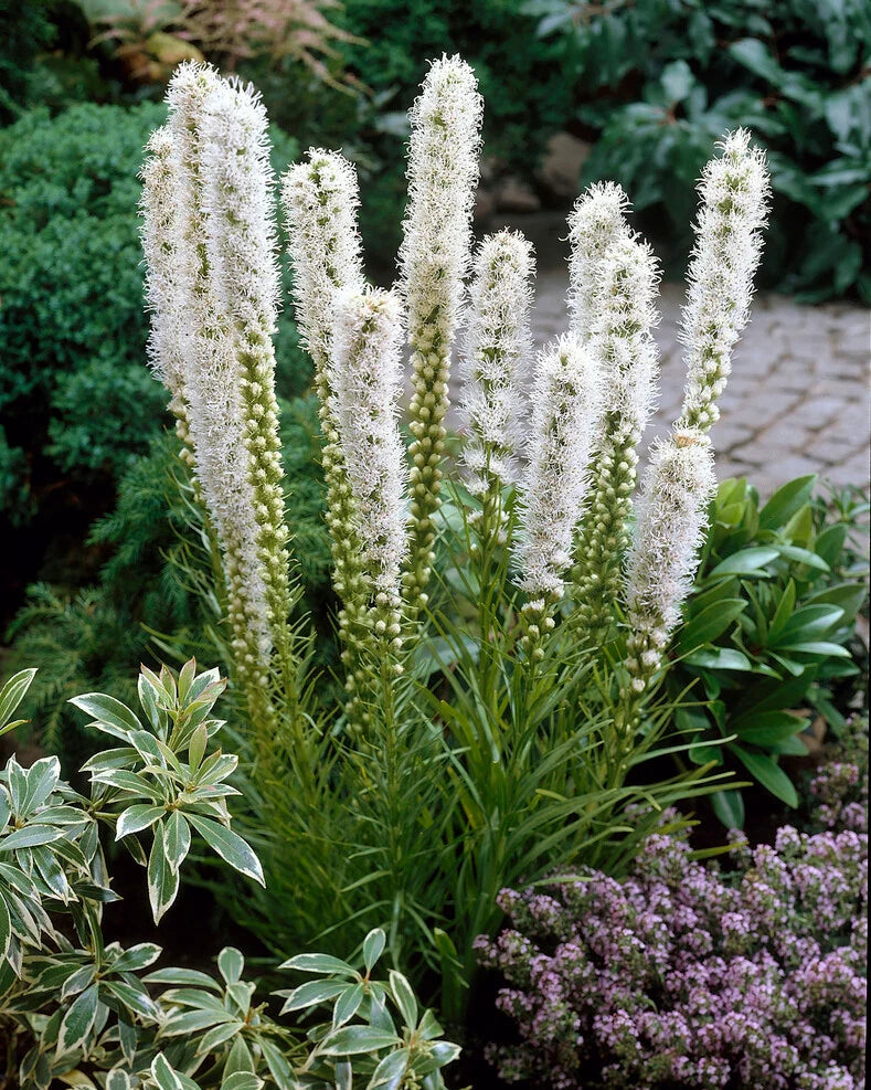 Tähkjas liatris 'Floristan White'