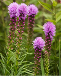 Tähkjas liatris 'Kobold'