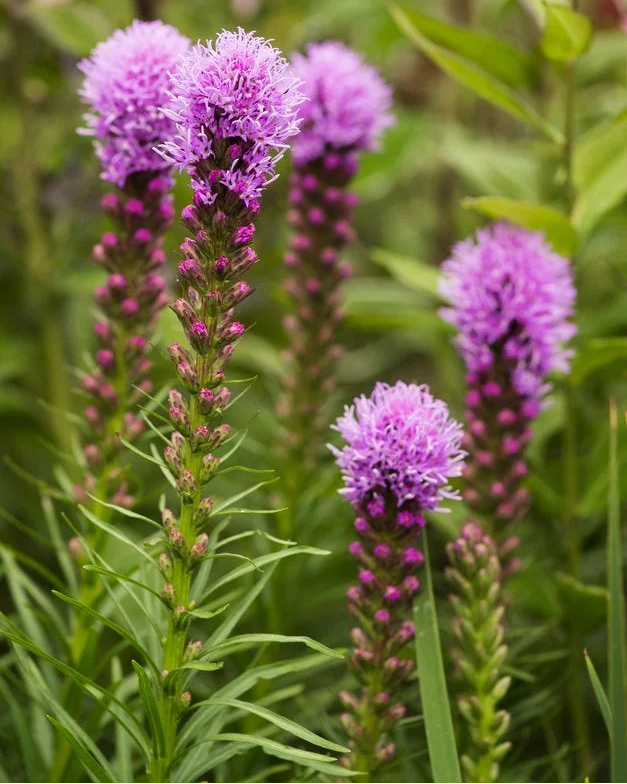 Tähkjas liatris 'Kobold'