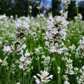 Tähklavendel ‘Arctic Snow’
