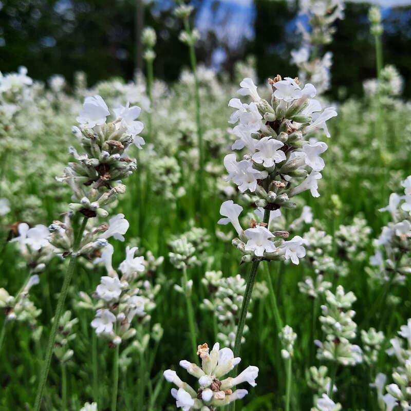 Tähklavendel ‘Arctic Snow’