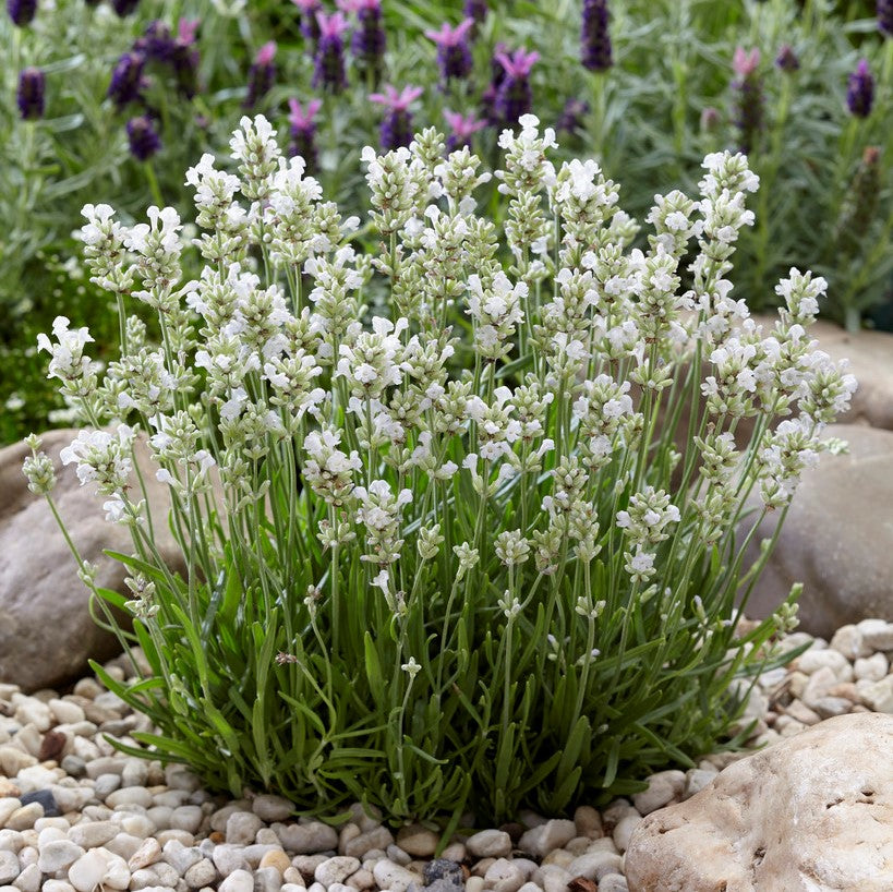 Tähklavendel ‘Arctic Snow’