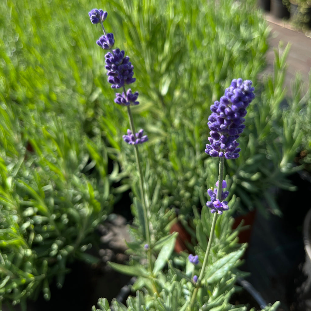 Tähklavendel 'Hidcote Blue Strain'