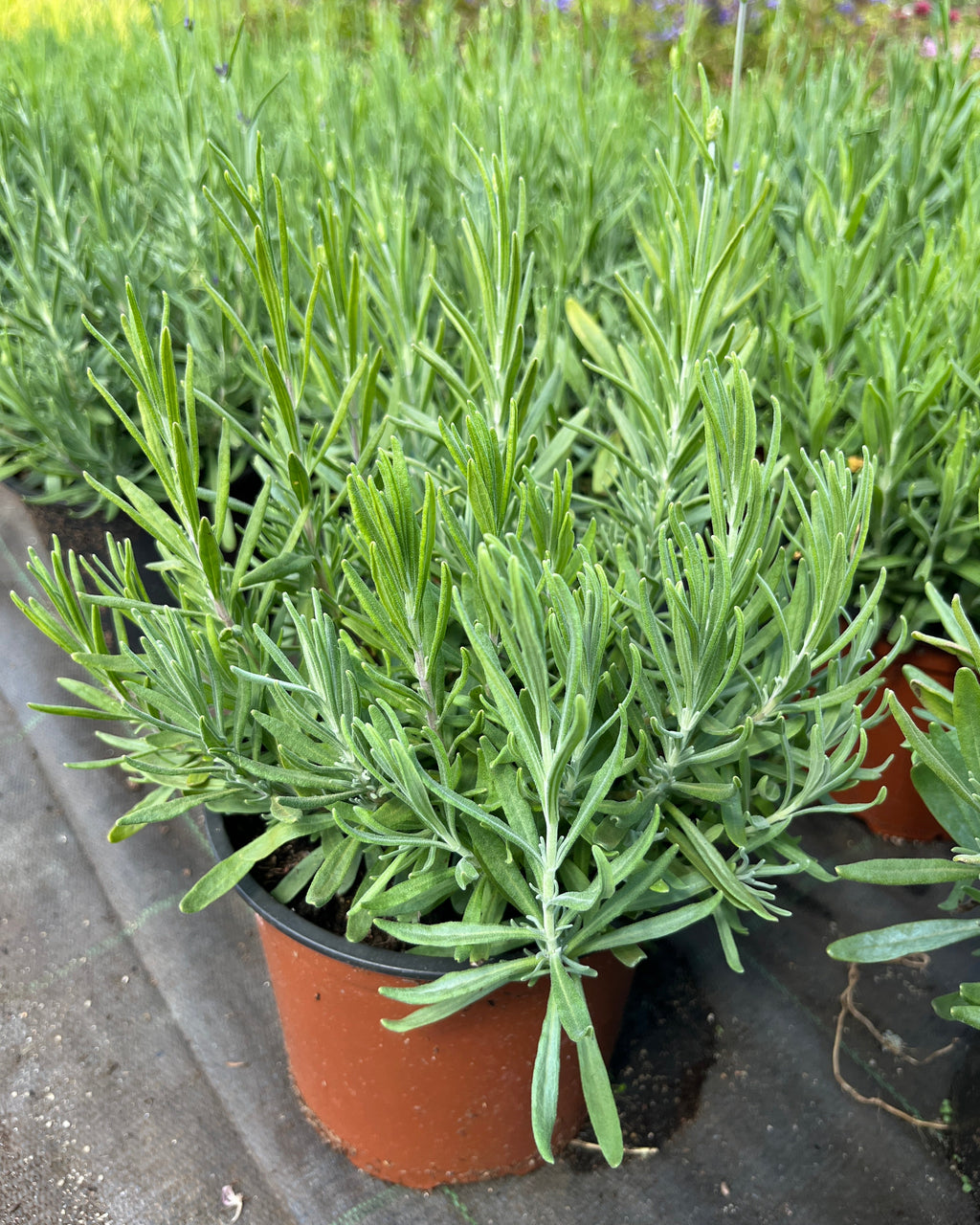 Tähklavendel 'Hidcote Blue Strain'