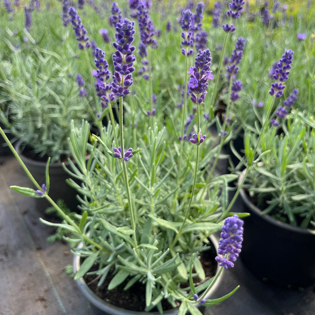 Tähklavendel 'Hidcote Blue Strain'