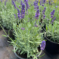 Tähklavendel 'Hidcote Blue Strain'