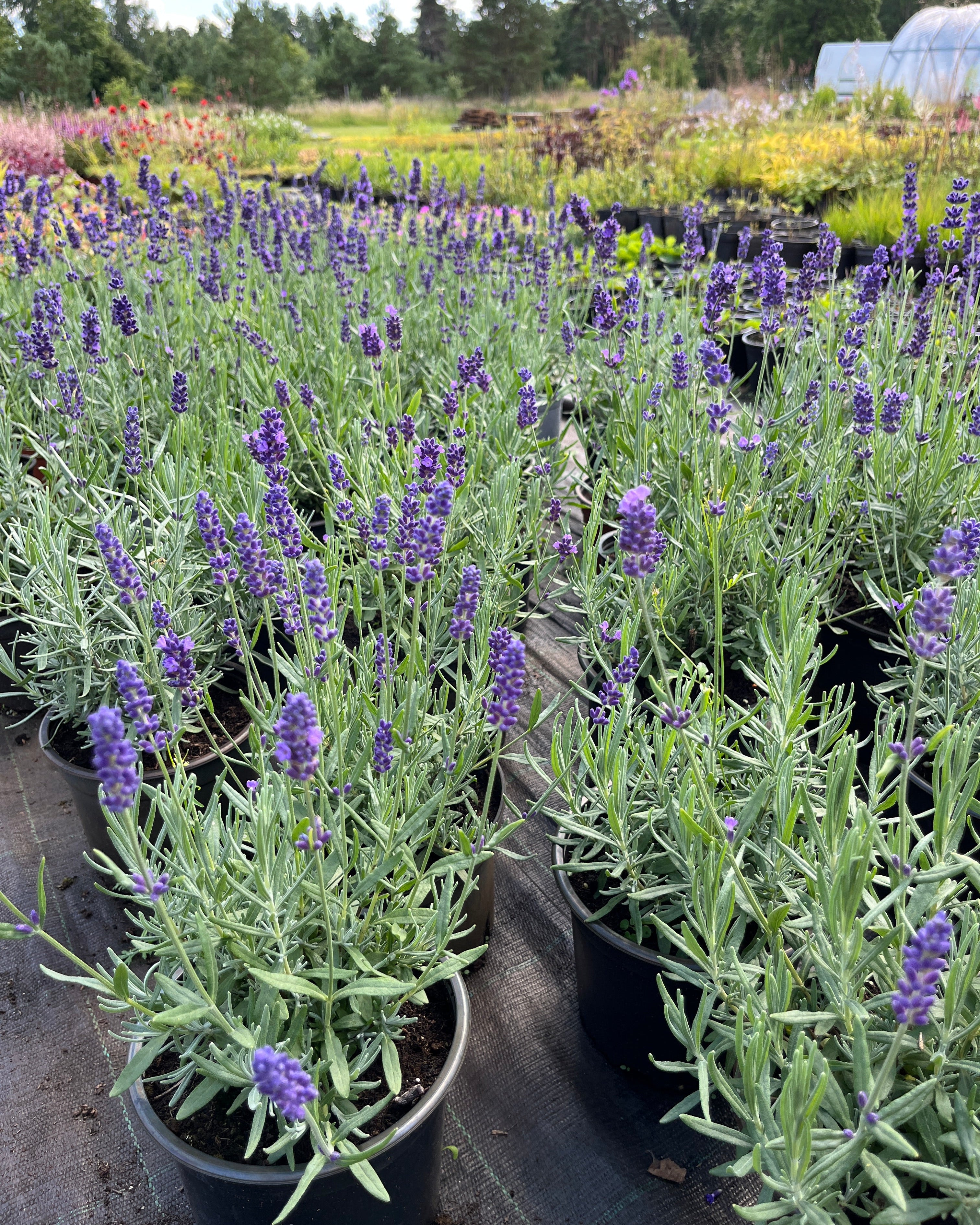 Tähklavendel 'Hidcote Blue Strain'