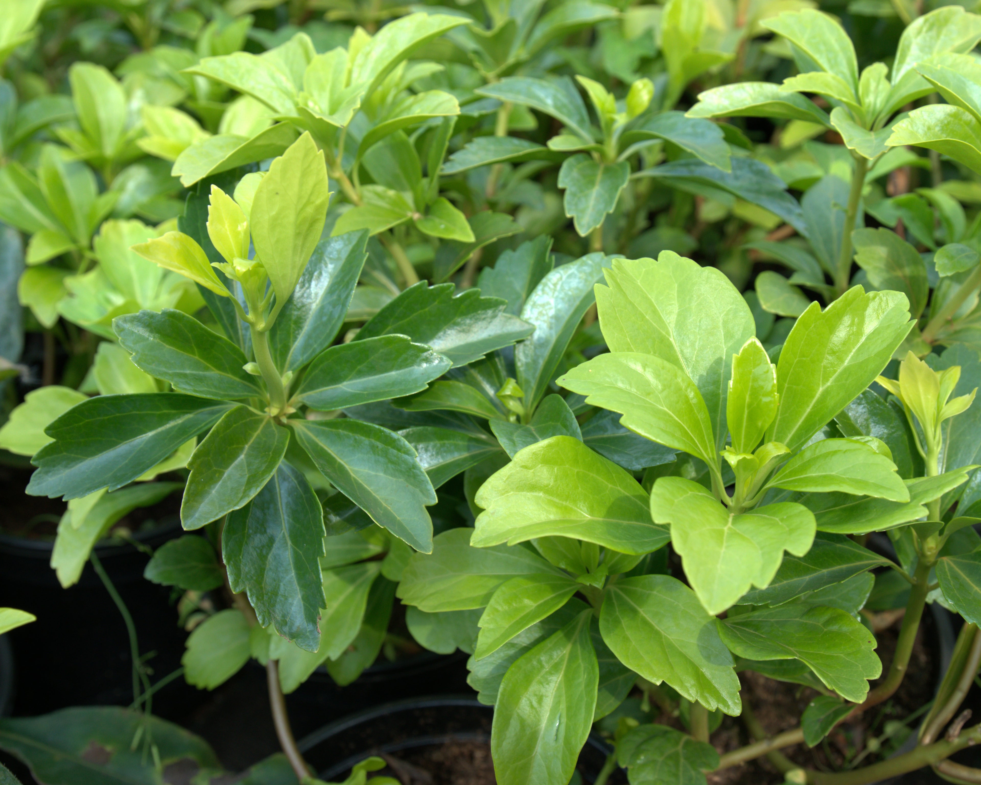 Tipmine puksrohi 'Green Carpet'