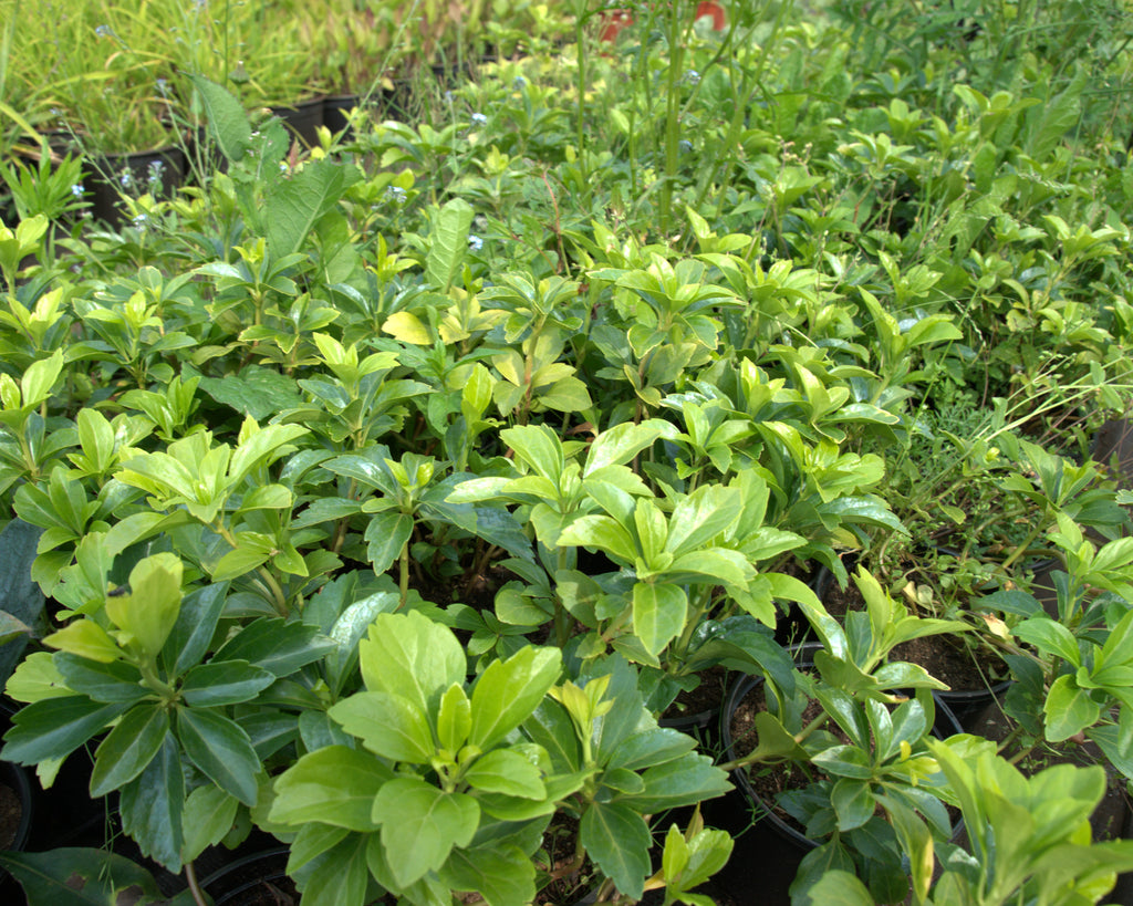 Tipmine puksrohi 'Green Carpet'