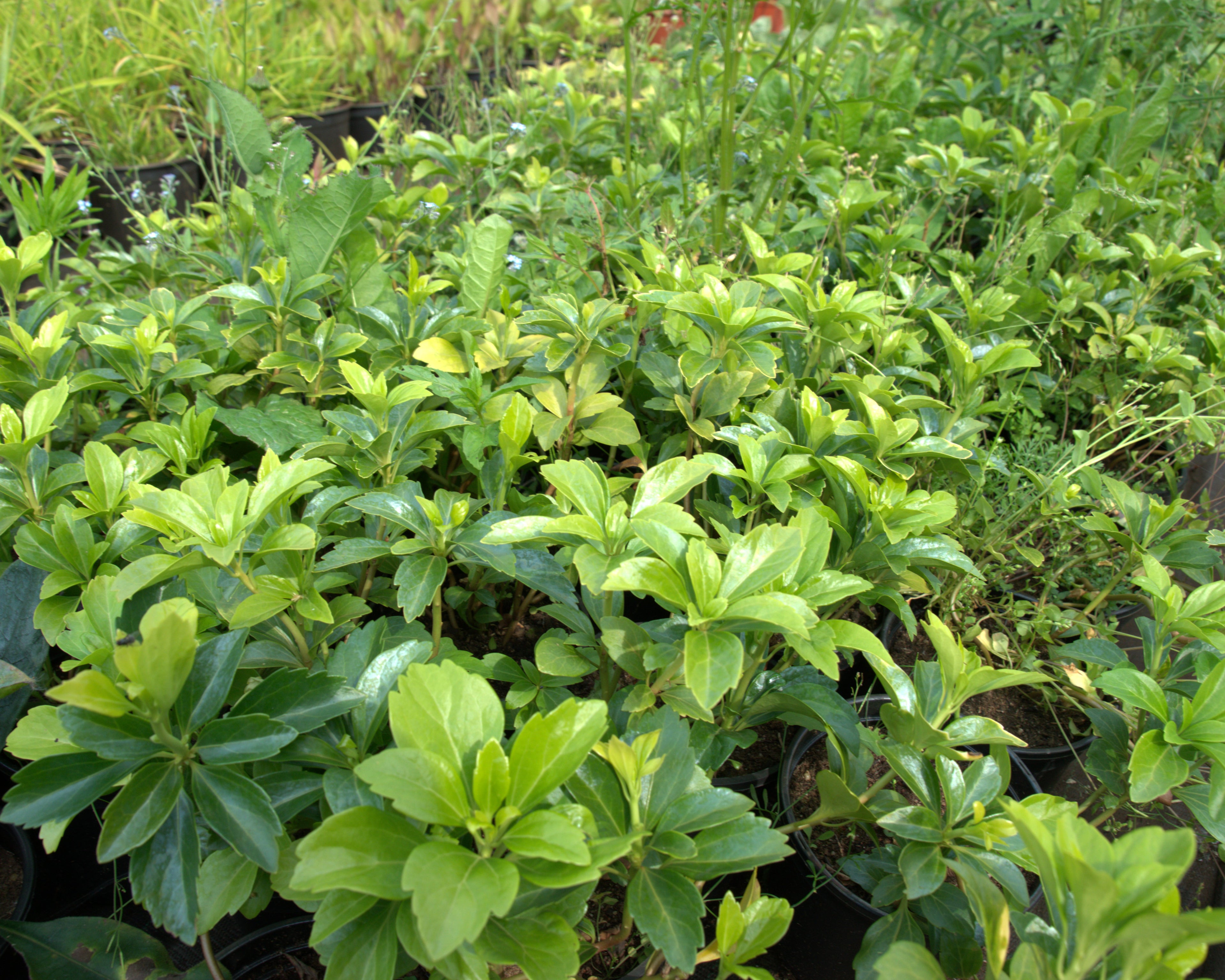Tipmine puksrohi 'Green Carpet'