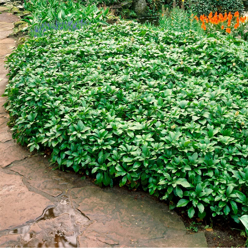 Tipmine puksrohi 'Green Carpet'