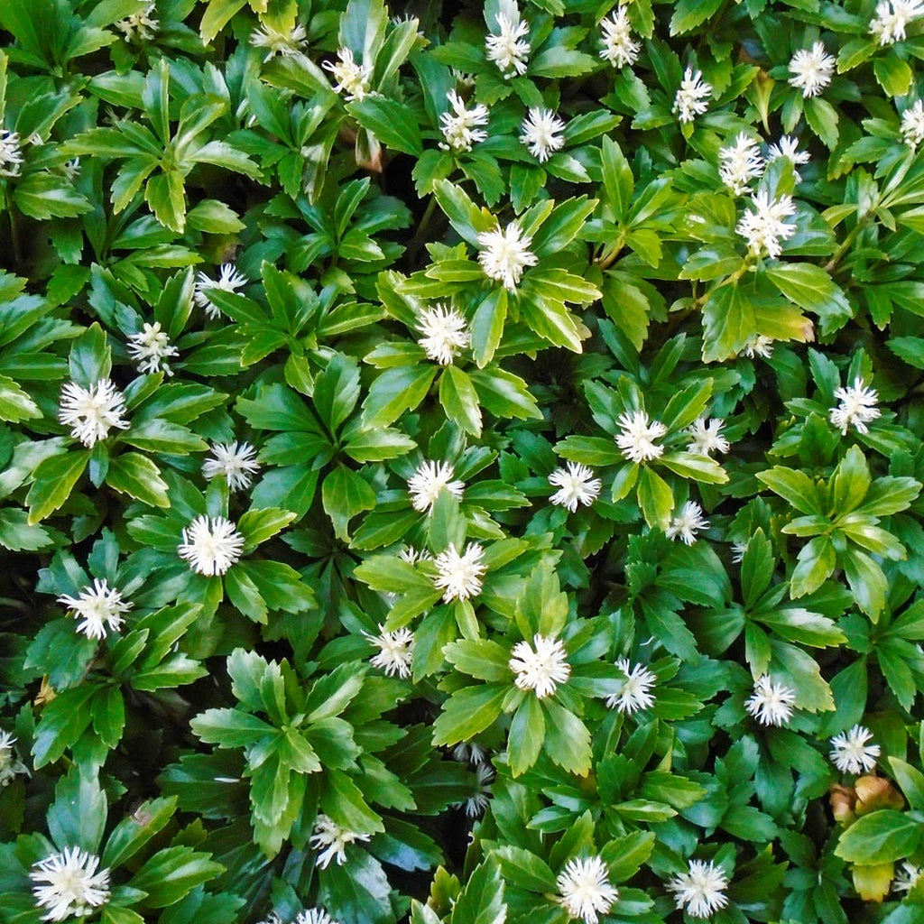 Tipmine puksrohi 'Green Carpet'