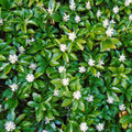 Tipmine puksrohi 'Green Carpet'