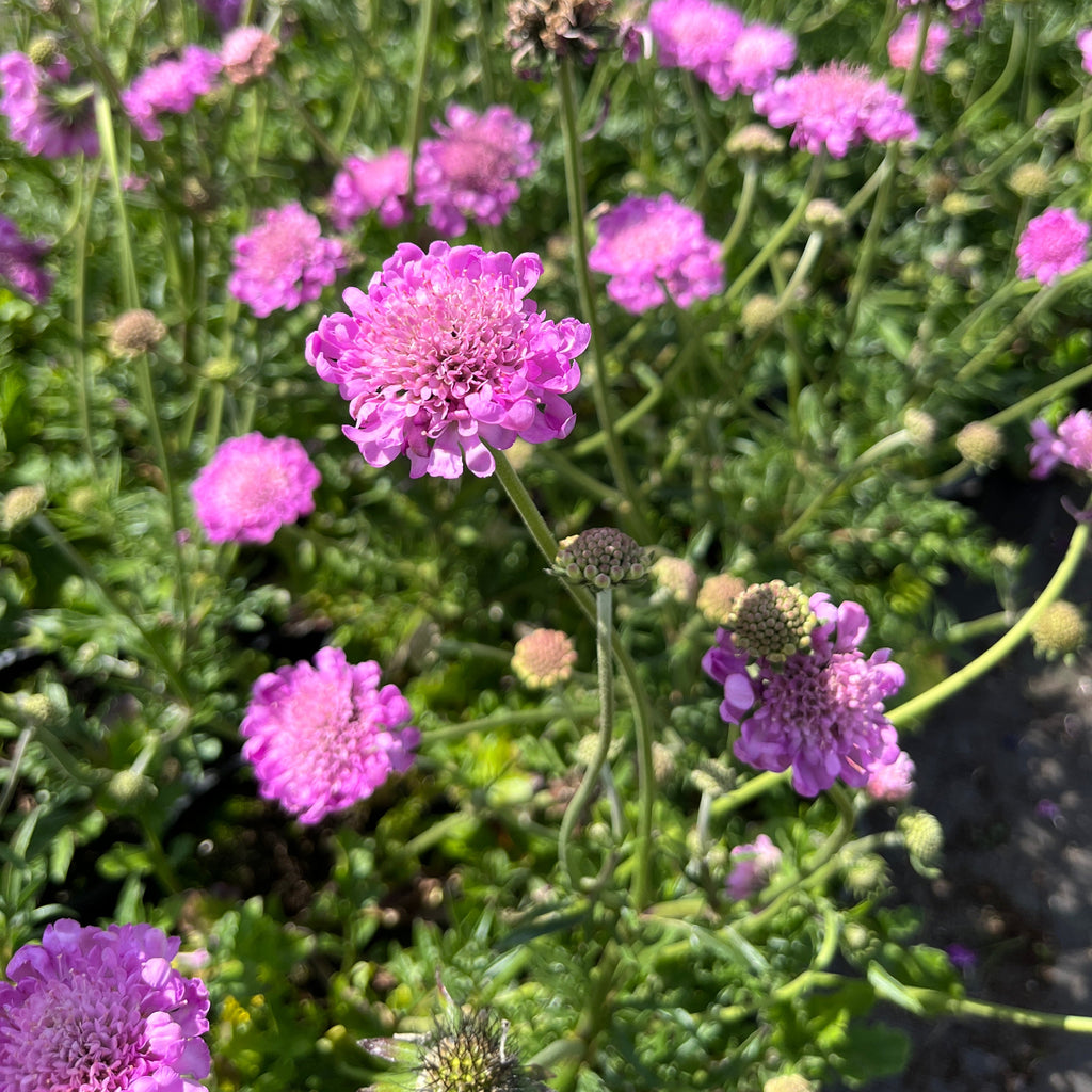 Tui-tähtpea 'Pink Mist'