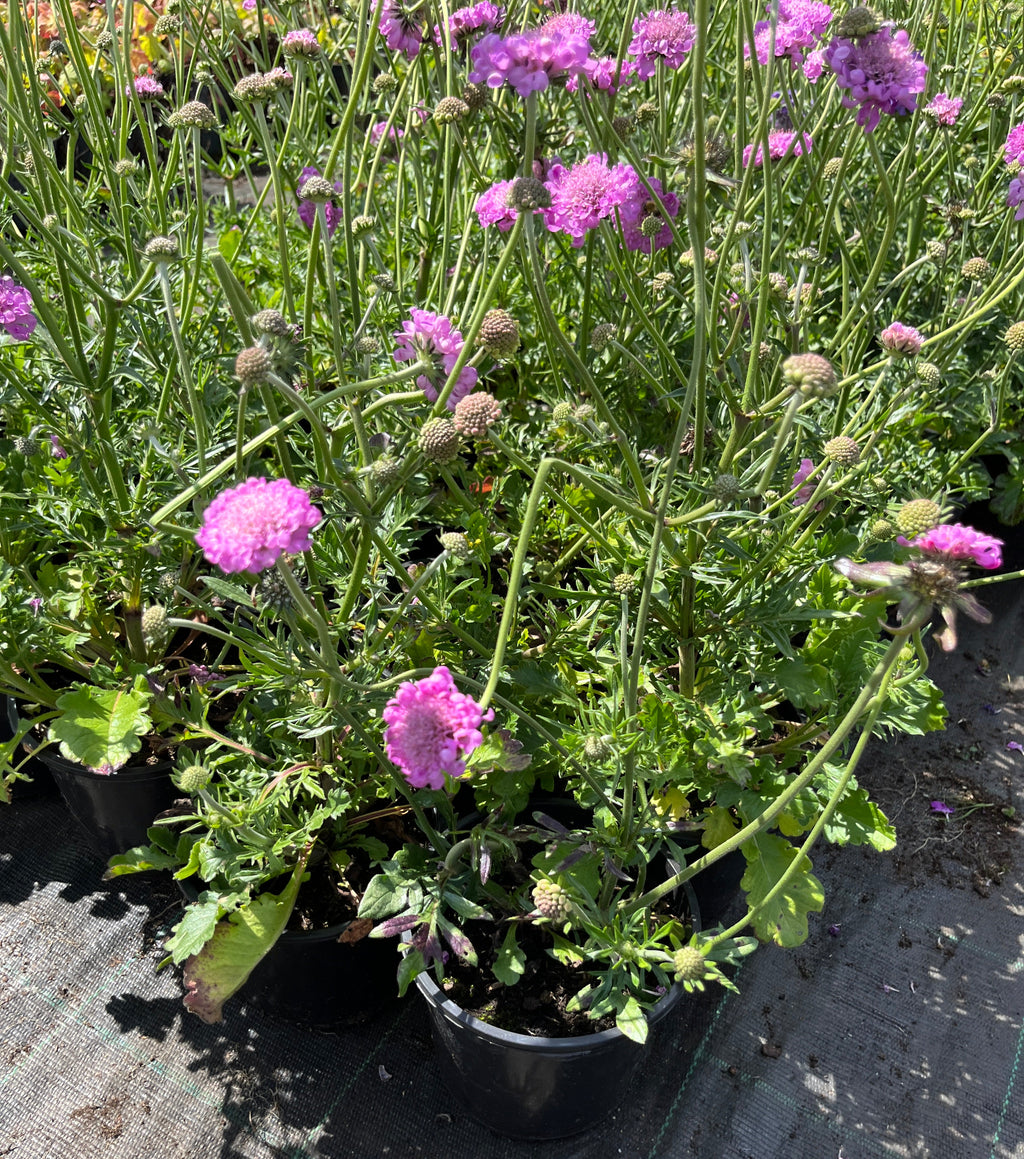 Tui-tähtpea 'Pink Mist'