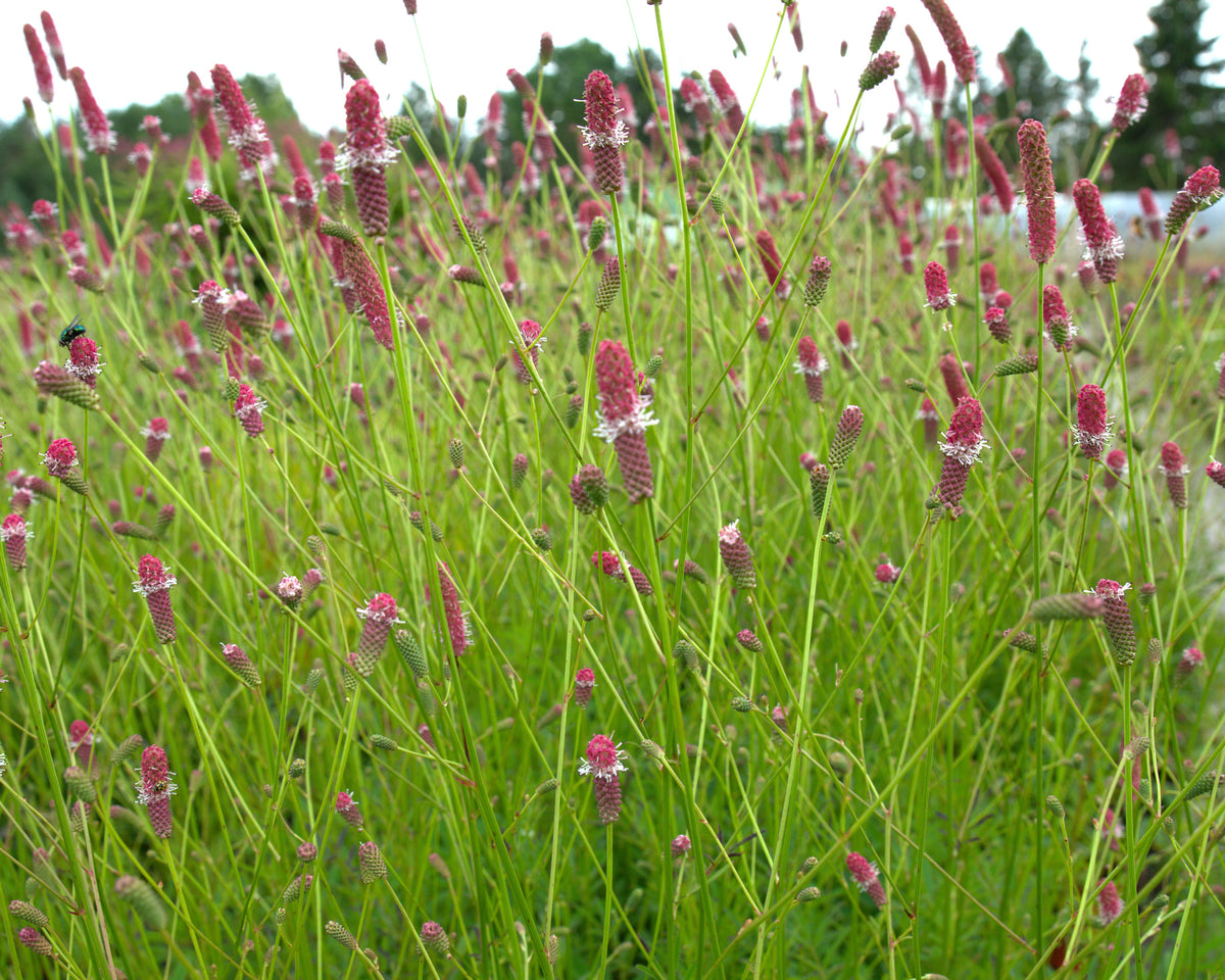 Ürt-punanupp 'Pink Tanna'