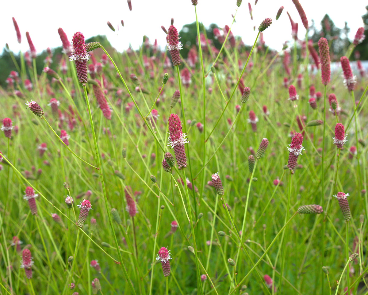 Ürt-punanupp 'Pink Tanna'