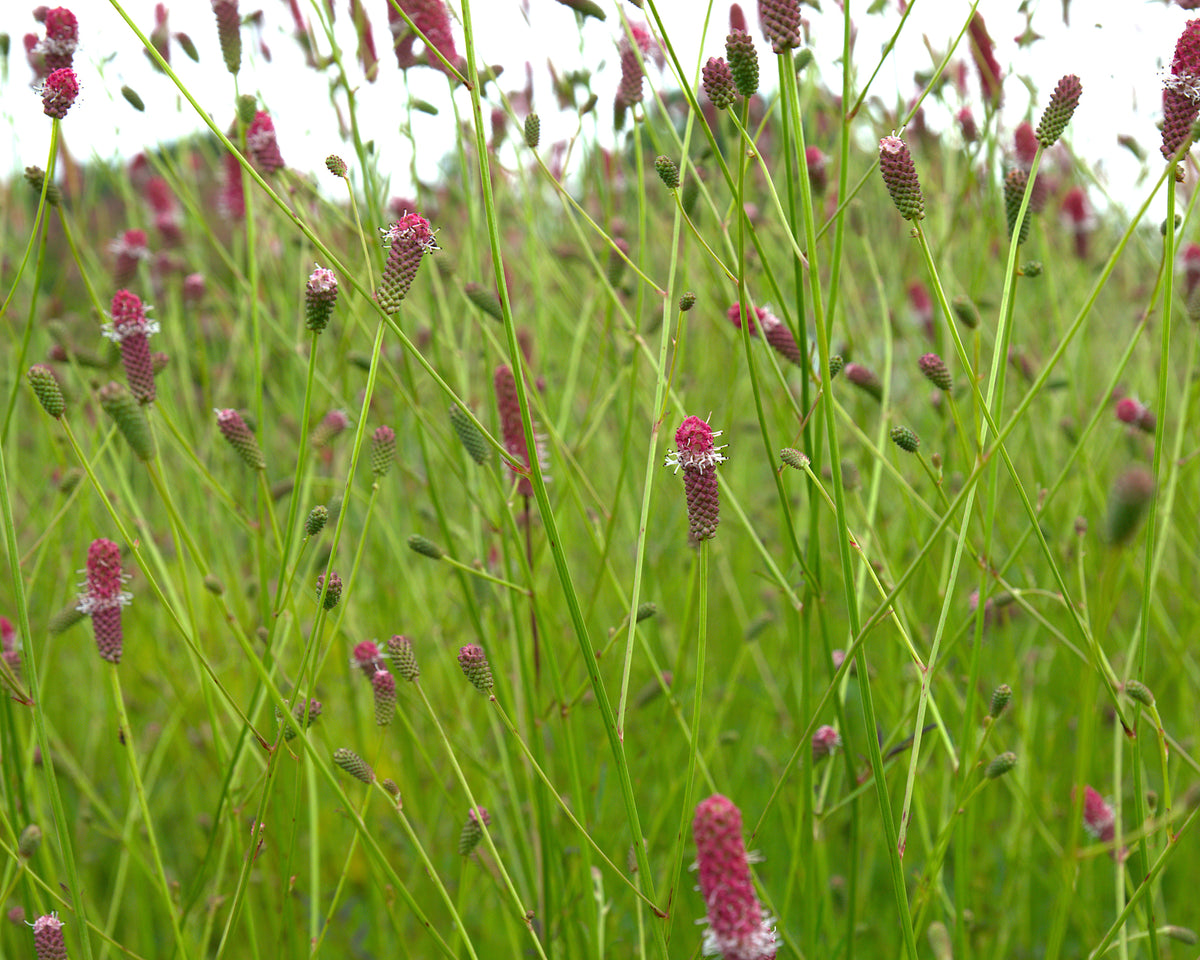 Ürt-punanupp 'Pink Tanna'