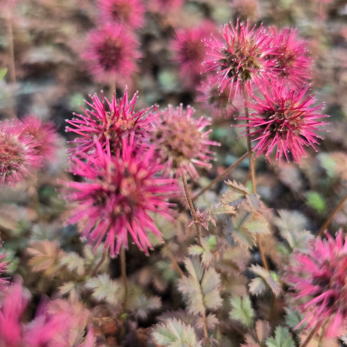 Väikeselehine oganupp 'Kupferteppich'