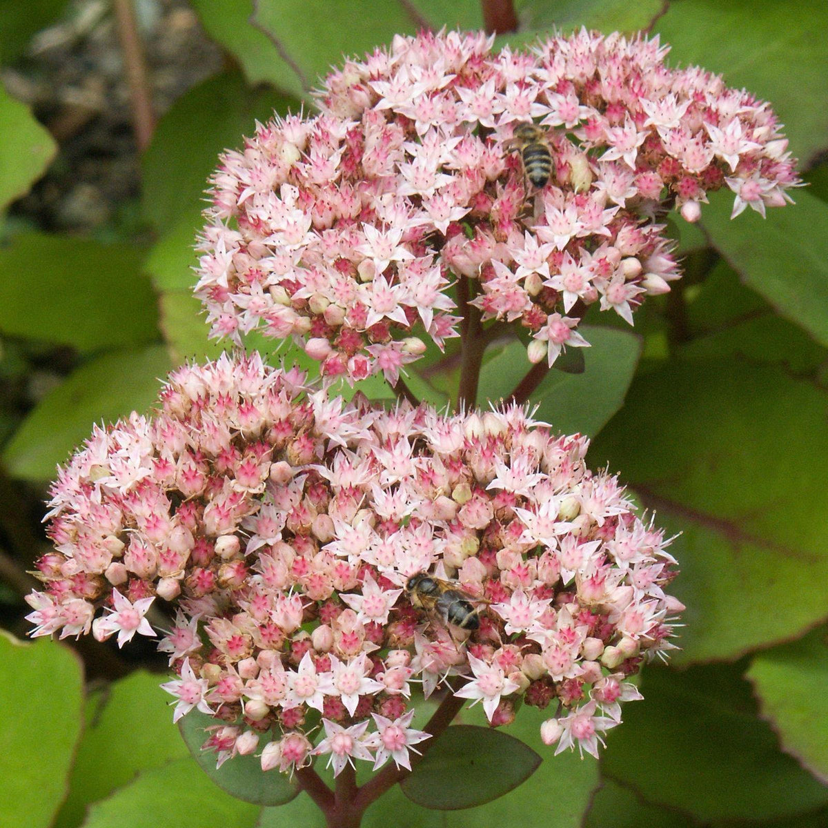 Verev kikkahari 'Matrona'