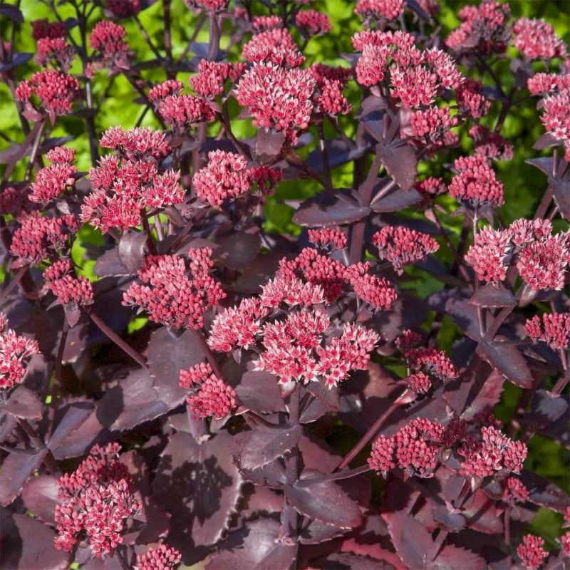 Verev kikkahari Seduction 'Cherry Chocolate'