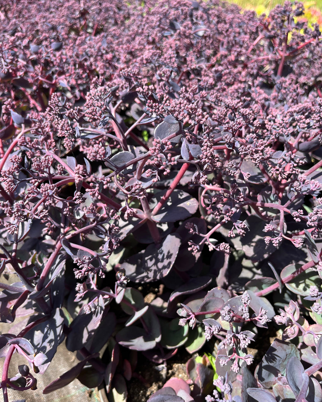Verev kikkahari Seduction 'Cherry Chocolate'